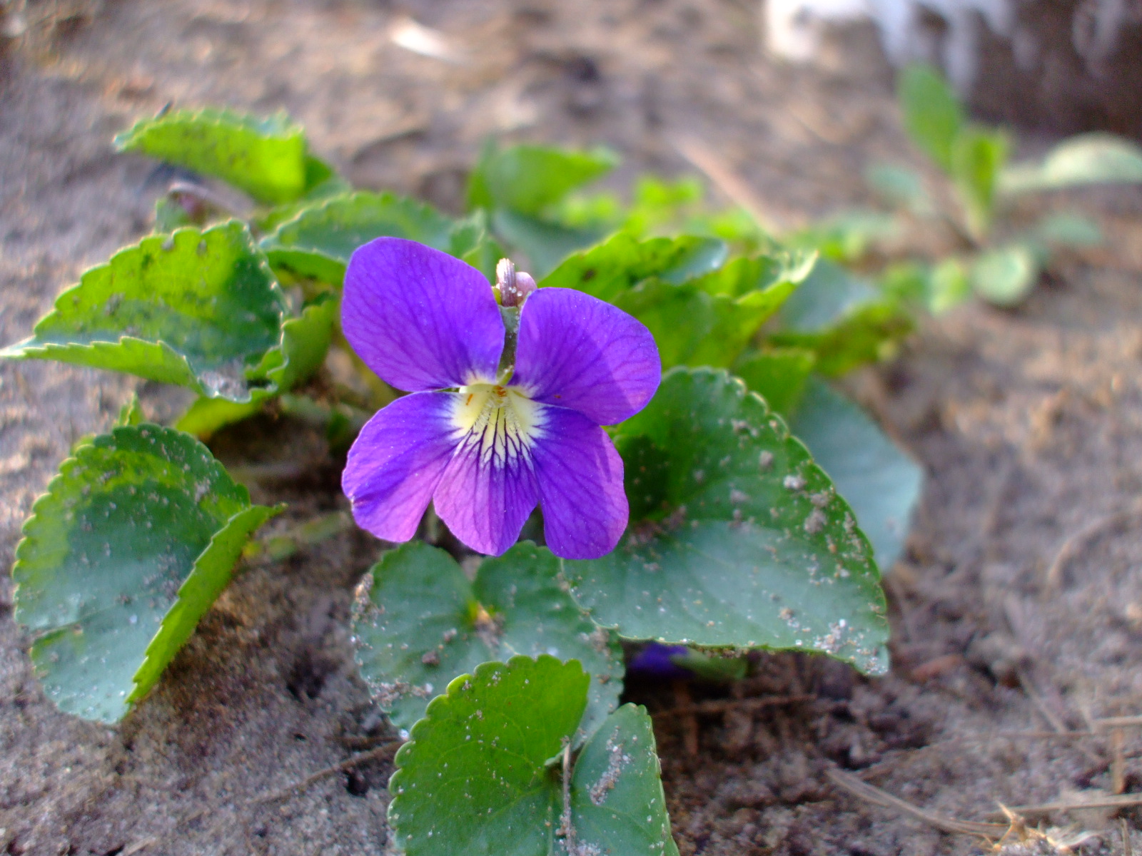 Viola sororia